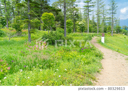 入笠鈴蘭山野花公園(入笠山) 入笠鈴蘭山野花公園(入笠山) 80329813