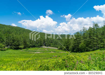 Irukasa Flower Field (Mount Irukasa) 80329841