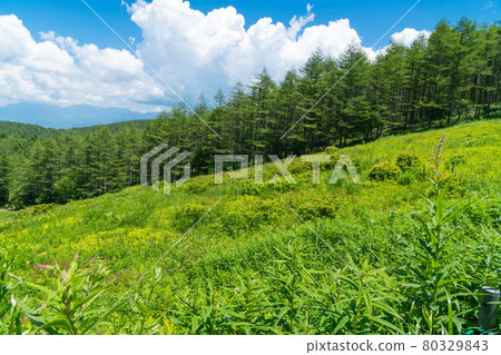 Irukasa Flower Field (Mount Irukasa) Irukasa Flower Field (Mount Irukasa) 80329843