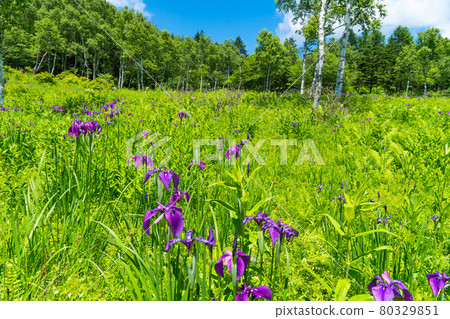Nohanashobu blooming in the Irikasa Marsh (Mt. Nyukasa) 80329851