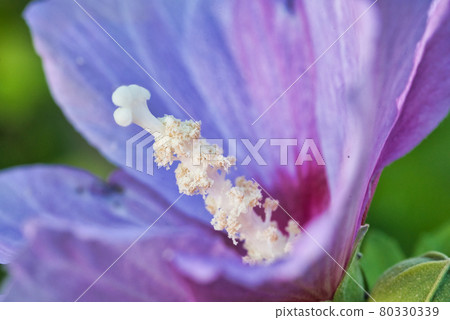 花 花 80330339