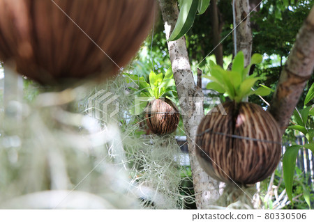Airplants planted in nuts Airplants planted in nuts 80330506