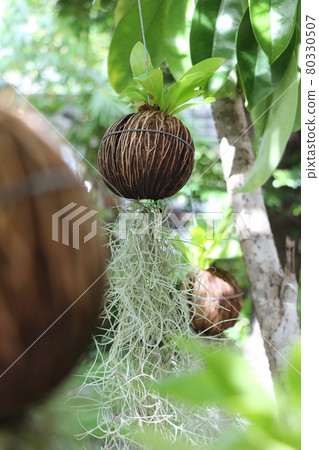 Airplants planted in nuts Airplants planted in nuts 80330507