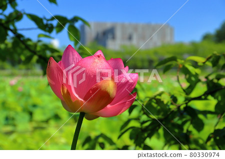 新潟縣上越市高田城遺址公園南堀哈斯花 照片素材 圖片 圖庫