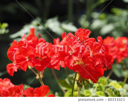 Backyard flower geranium 80331021