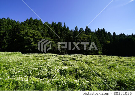 Half year summer garden in valley of Okada Half year summer garden in valley of Okada 80331036