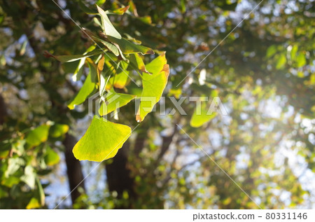 Autumn leaves ginkgo 80331146