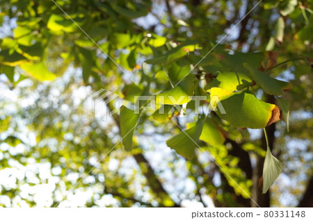 Autumn leaves ginkgo Autumn leaves ginkgo 80331148
