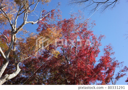 Autumn leaves 80331291