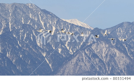 一隻天鵝在白雪皚皚的北阿爾卑斯山的背景下飛翔 80331494