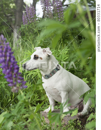 Jack Russell Terrier puppy Jack Russell Terrier puppy 80331714