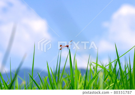 Summer vacation and red dragonfly 80331787