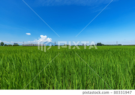 [Tsugaru Plain, Aomori Prefecture] Rice field railway (Konan Railway) that runs on the Tsugaru Plain while looking at Mt. Iwaki, Tsugaru Fuji 80331947