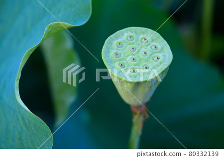 Fruit of Oga lotus 80332139