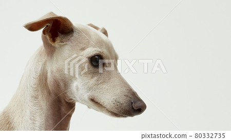 A puppy looking at a place on a white background A puppy looking at a place on a white background 80332735