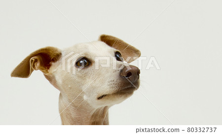 A puppy looking at a place on a white background A puppy looking at a place on a white background 80332737