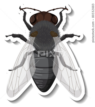A sticker template with top view of fly isolated 80332883