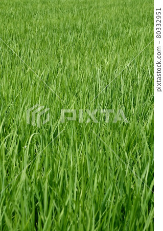 夏季米耳 80332951