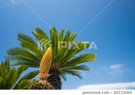 Cycads in the blue sky 80333068
