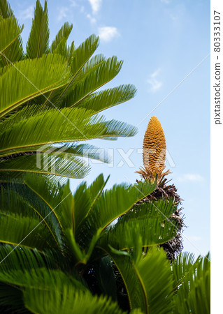Blue sky and cycads 80333107