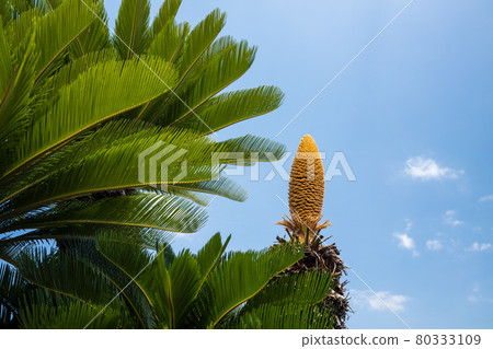 藍天和蘇鐵 80333109