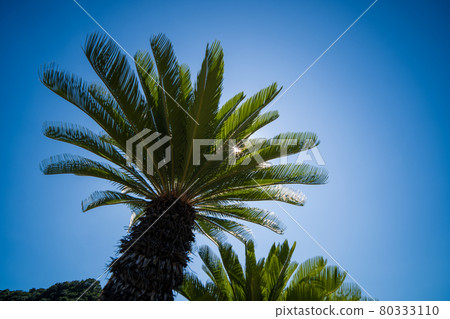 Blue sky and cycads 80333110