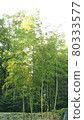 綠色竹林 80333577