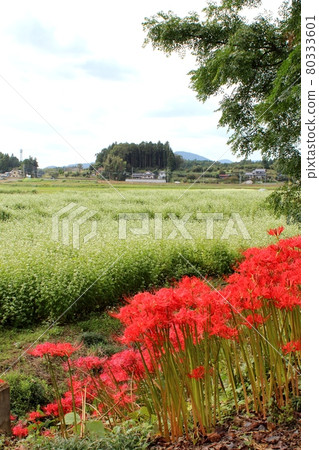 背景為 Kasama City 的蕎麥田 背景為 Kasama City 的蕎麥田 80333601