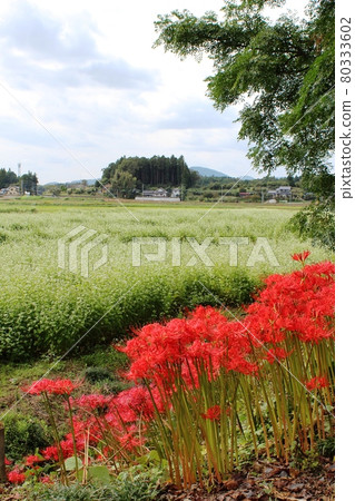 背景為 Kasama City 的蕎麥田 背景為 Kasama City 的蕎麥田 80333602
