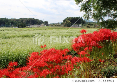 背景為 Kasama City 的蕎麥田 80333603
