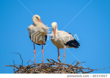 Storks standing in nest on sunny day in summer Storks standing in nest on sunny day in summer 80333607