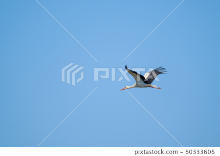 Stork flying in blue sky Stork flying in blue sky 80333608