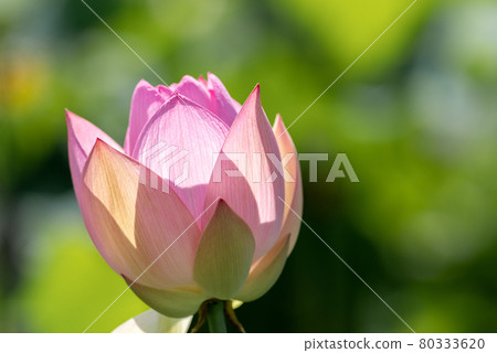 Lotus flower  80333620