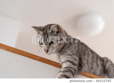 貓衝薩巴特拉貓 80333785