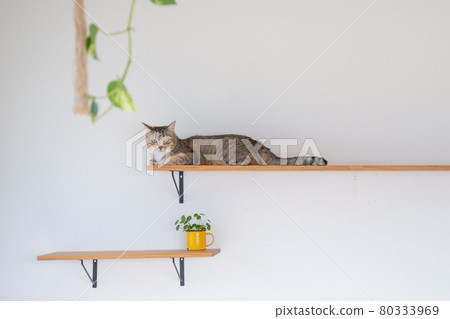 Kijitora cat sitting in a catloaf relaxing on a catwalk 80333969