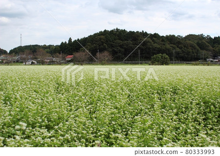 開花的蕎麥田和藍天和山脈在背景中 Kasama 市 開花的蕎麥田和藍天和山脈在背景中 Kasama 市 80333993