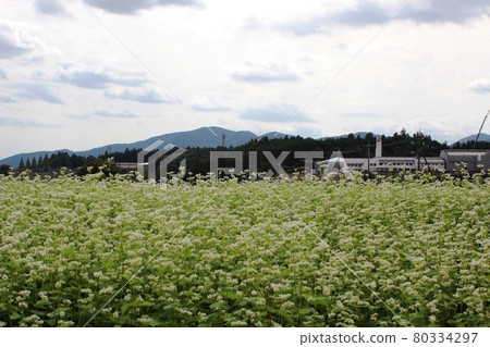 Flowering buckwheat field, mountains, school building and cloudy sky in the background Kasama City Flowering buckwheat field, mountains, school building and cloudy sky in the background Kasama City 80334297