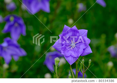 中國桔梗 中國桔梗 80334386