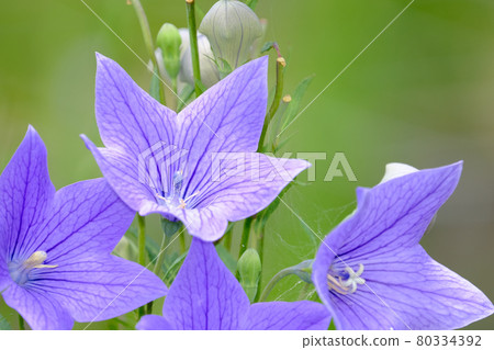 中國桔梗 80334392