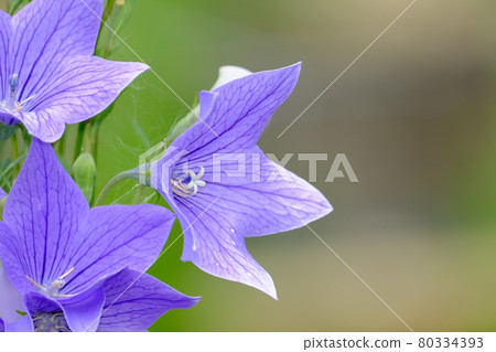 中國桔梗 中國桔梗 80334393