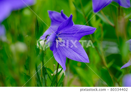 Bellflower 80334402