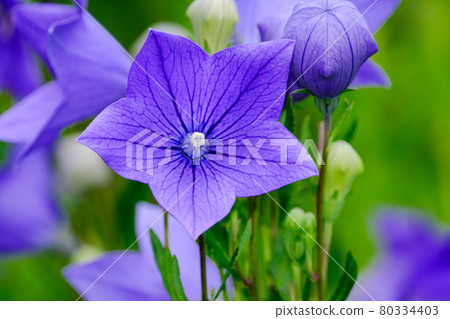 Bellflower 80334403