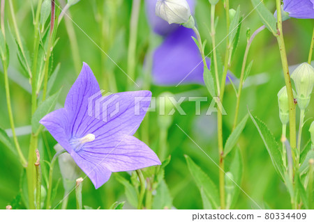 中國桔梗 80334409