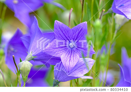 中國桔梗 中國桔梗 80334410