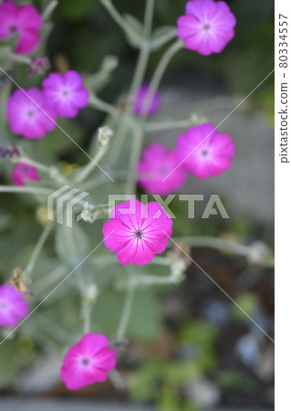 Rose campion 80334557
