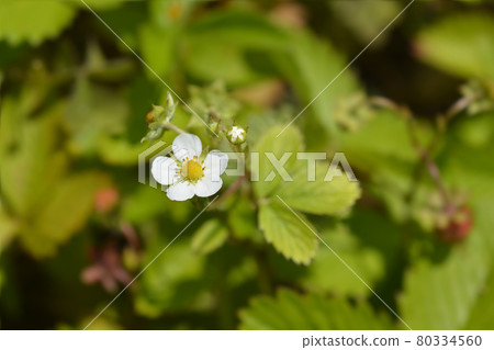 Wild strawberry Wild strawberry 80334560