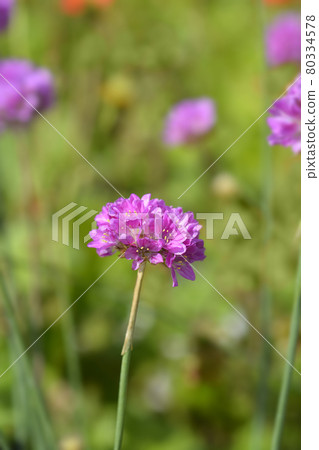 Great thrift Ballerina Lilac 80334578