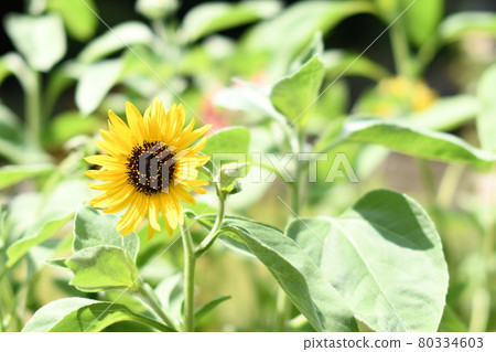 A dignified sunflower in the middle of green vegetation 80334603