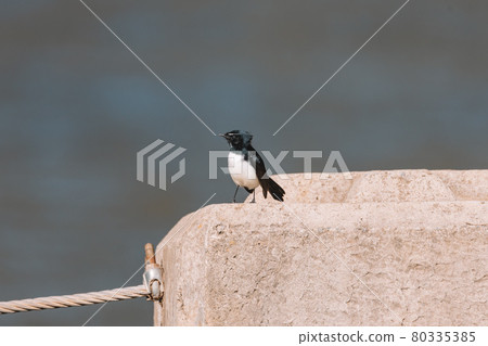 Willie Wagtail bird sitting on a post.  80335385