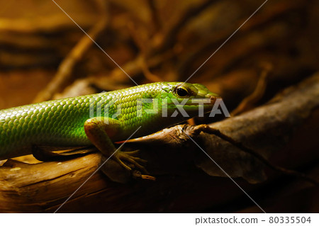 Close-up of a green lizard on a tree. Close-up of a green lizard on a tree. 80335504